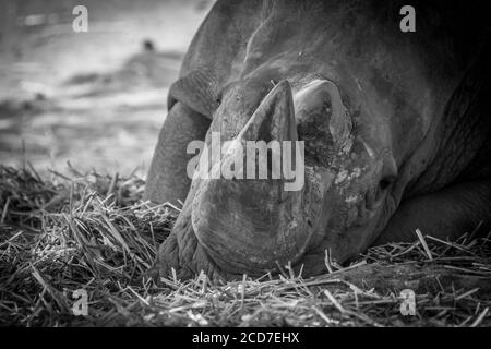 Isolato primo piano di un singolo rinoceronte maturo- Safari Israele Foto Stock