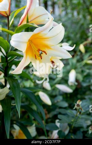 Lilly bloom.colorful bianco cremoso e giallo morbido fiore giglio tromba grande fiorisce in estate, centro giardino, shop.delizioso giglio bianco con gocce di Foto Stock