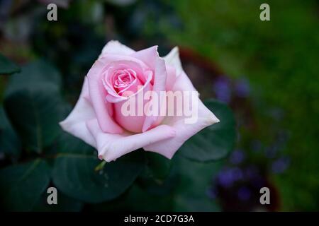 Rosa cespuglio rosa con fiori e rosa verde buds.beautiful, fotografato nel Garden.Roses Art Design. Scheda invito Foto Stock