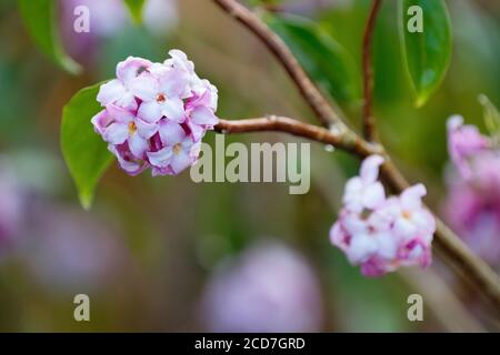 Fiori di Daphne bholua 'Limpsfield', daphne 'Limpsfield' molto profumati, rosa-porpora e bianchi nel tardo inverno Foto Stock