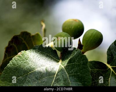 fichi organici sul ramo Foto Stock