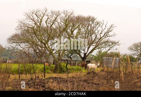 Una scena rurale dove tre cavalli al pascolo appaiono in inverno mattina entro una zona stabile. Alberi frondosi riempito con foglie di unlined diramazioni sembrano in t Foto Stock