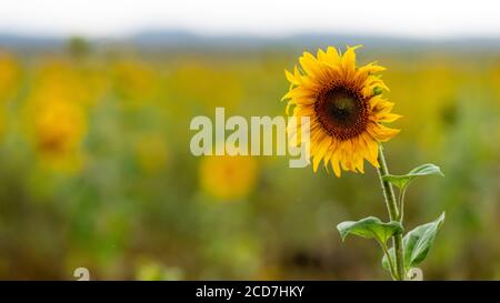 primo piano di girasoli in fiore in un campo nel giorno piovoso, profondità di campo poco profonda Foto Stock