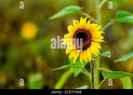 primo piano di girasoli in fiore in un campo nel giorno piovoso, profondità di campo poco profonda Foto Stock