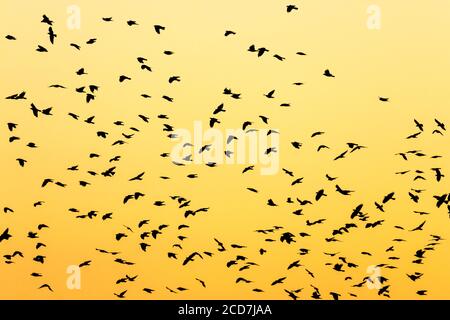 Sagome di un grande gregge di uccelli al tramonto Foto Stock
