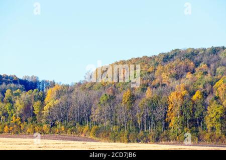 Collina con una foresta in colori autunnali in un campo Foto Stock