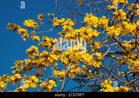 fiori gialli e infiorescenze della tabebuia ipê albero nella stagione primaverile. Fiore nazionale simbolo del Brasile. Esemplare botanico di legno duro largo Foto Stock