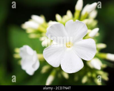 Primo piano di un fiore di flox bianco con gocce di pioggia I petali in Bebra Gardens Knaresborough North Yorkshire Inghilterra Foto Stock