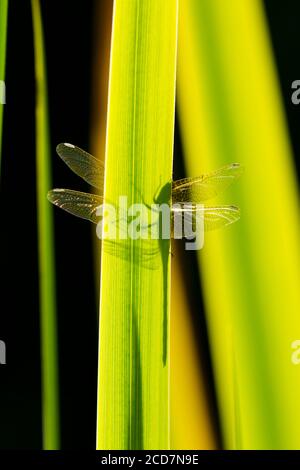 Ombra di libellula sul lato inferiore della foglia, ali visti da entrambi i lati, dragonfly comune Darter, Sympetrum striolatum, foglia di Iris bandiera, Iris pseudacorus Foto Stock