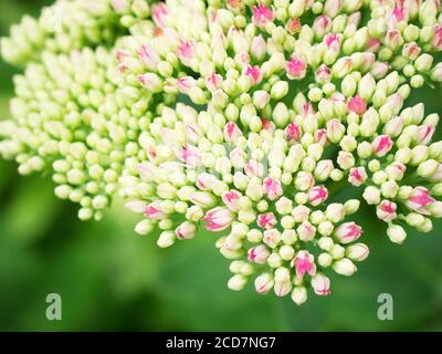 Primo piano di fiori di sedum che iniziano ad aprire in Bebra Giardini Knaresborough North Yorkshire Inghilterra Foto Stock