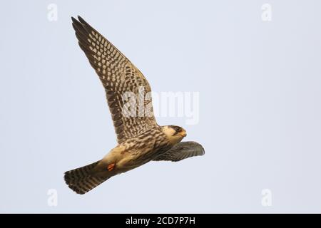 Amur Falcon (Falco amurensis), Tsim bei Tsui, Hong Kong 14 novembre 2016 Foto Stock