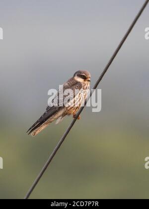 Amur Falcon (Falco amurensis), Tsim bei Tsui, Hong Kong 14 novembre 2016 Foto Stock