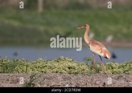 Crane siberiane (Leucogeranus leucogeranus), giovani, Riserva Naturale Marshes mai po, Deep Bay, Hong Kong, Cina 2 dicembre 2016 Foto Stock