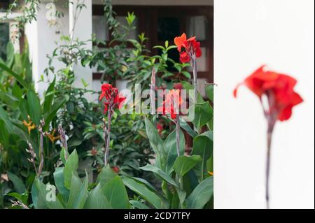 CANNE ROSSA CHE CRESCE IN UN GIARDINO Foto Stock