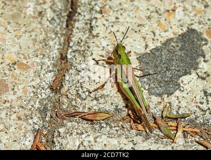 Grasshopper verde seduto a terra, riprese macro Foto Stock