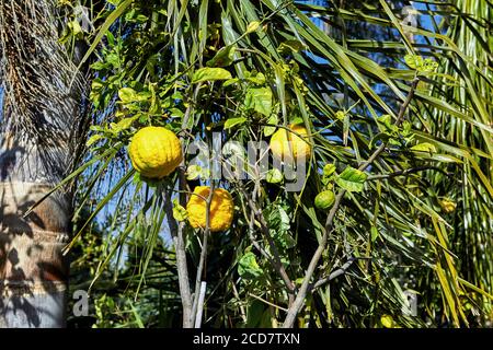 Limoni che crescono su un albero in un caldo giorno d'autunno. Foto Stock