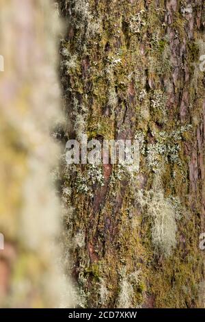 LICHENI CHE CRESCONO SULLA CORTECCIA DELL'ALBERO DI PINO Foto Stock