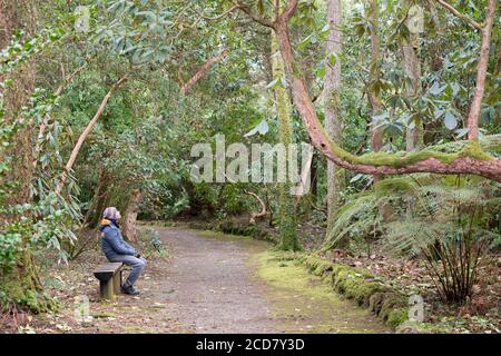 LA PERSONA SI SIEDE SULLA PANCHINA GUARDANDO GLI ALBERI Foto Stock