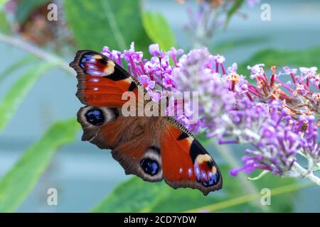 Farfalla pavone sulla boccola Buddleia Foto Stock