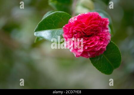 ROSA COMPATTO CON FIORE DOPPIO CAMELIA Foto Stock