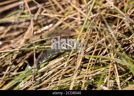 Falco comune Dragonfly maschio Foto Stock