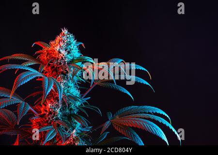 Dual toned Red e Blue Vaporwave Flowering Medical Marijuana o. Pianta di canapa su sfondo nero minimalista Foto Stock