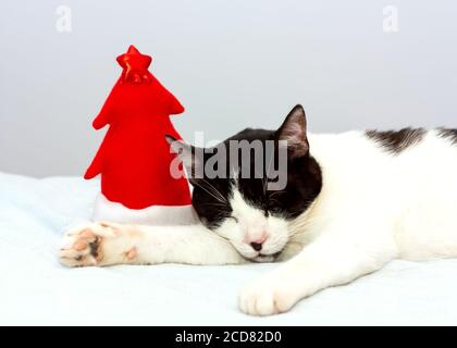 Divertente gatto bianco e nero con un cappello rosso di babbo natale dorme su sfondo grigio. Gatto e albero di natale rosso. Anno nuovo. Foto Stock