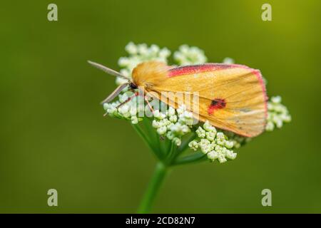 Falesia nuvolosa - Diacrisia sannio, bella falena colorata da prati e praterie europee, Zlin, Repubblica Ceca. Foto Stock