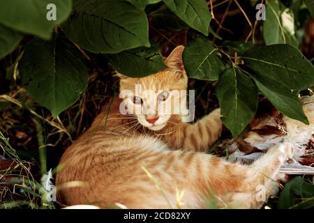 Zenzero giovane gatto domestico morde un piccione catturato su erba verde nel giardino. Predatore Cat e colomba. Foto Stock