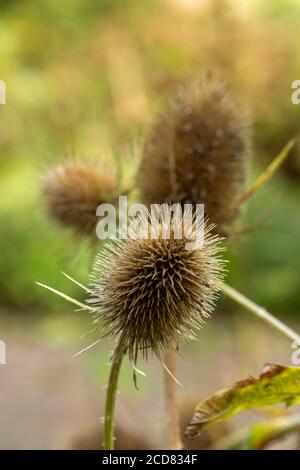 Primo piano Teasel che mostra punte e texture naturali Foto Stock