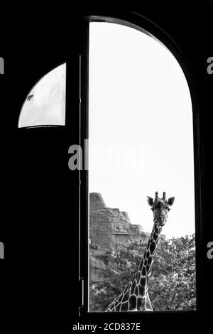 Giraffa adolescente allo Zoo di Londra a Regents Park visto attraverso la porta fienile della Casa Giraffe. 16 settembre 1992. Foto: Neil Turner Foto Stock