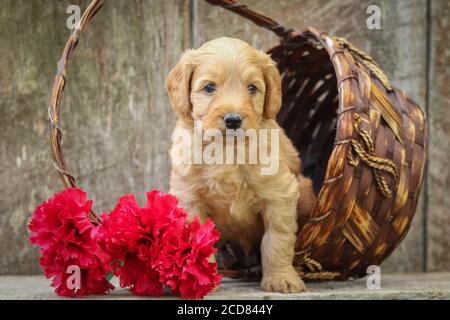 F1 Goldendoodle cucciolo seduto in un cesto su un legno banco Foto Stock