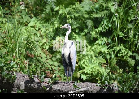 Un airone grigio in piedi guardia lungo il bel canale Basingstoke In Surrey Foto Stock