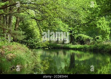 I colori verdi profondi si riflettono nel bel canale di Basingstoke in Surrey, in questa scena di fine primavera/inizio estate di calma bucolica Foto Stock