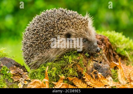 Hedgehog,(nome scientifico: Erinaceus Europaeus). Riccio selvatico, nativo, europeo che foraggia in habitat boschivo naturale con felci dorati e muschio verde Foto Stock