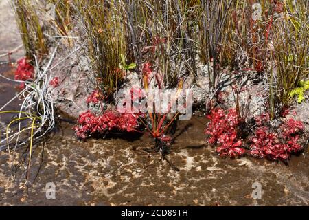 Drosera capensis e Drosera rubrifolia vicino a Ceres, Capo Occidentale, Sud Africa Foto Stock