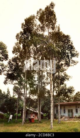 Durio zibethinus, Malesia Foto Stock