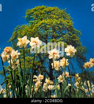 Narcissus ibridi di fiori in pieno sole, primavera Foto Stock