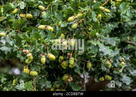 Quercia piena di ghiande. Foto Stock
