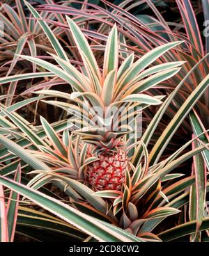 Frutta di ananas, frutta giovane che cresce sulla pianta, Anenas comosus Foto Stock