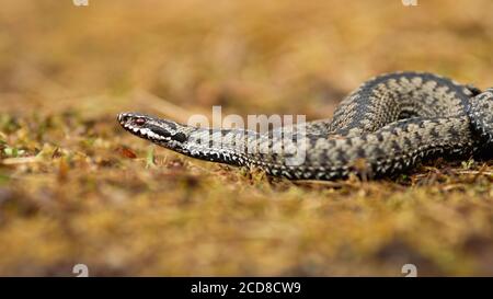 Velenoso vipera comune strisciando a terra in autunno. Foto Stock