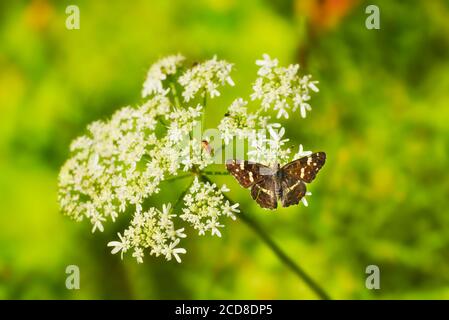 La farfalla di Araschnia levana è una farfalla della famiglia dei Nymphalidae. Foto Stock