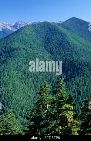 Vista dall uragano Hill Road, il Parco Nazionale di Olympic, Washington Foto Stock