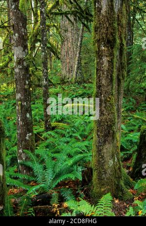 Felci di spada nella foresta su Trail of the Cedars, Ross Lake National Recreation Area, North Cascades National Park Complex, Washington Foto Stock