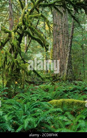 Felci di spada nella foresta su Trail of the Cedars, Ross Lake National Recreation Area, North Cascades National Park Complex, Washington Foto Stock