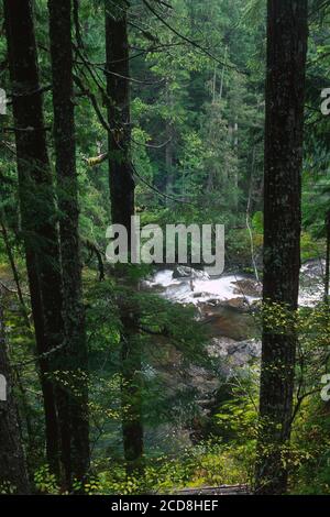 Fiume Ohanapecosh lungo il percorso Loop Trail delle Silver Falls, il Mt Rainier National Park, Washington Foto Stock