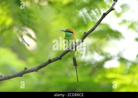 Green Bee Eater Bird è seduto su UN albero Foto Stock