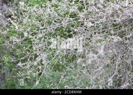 Focolaio di riproduzione di massa di falena erminica uccello, albero è coperto di fitta ciottoli, foglie completamente mangiato da pilastri Foto Stock