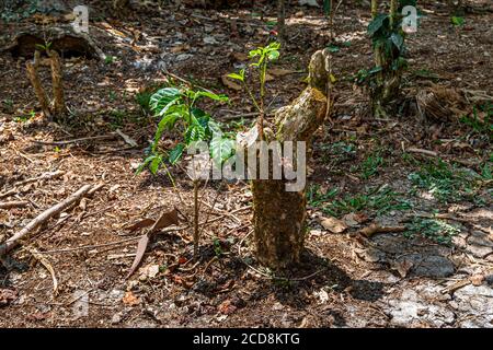 Piantagione di caffè biologico di policultura a Finca Christina, Costa Rica Foto Stock