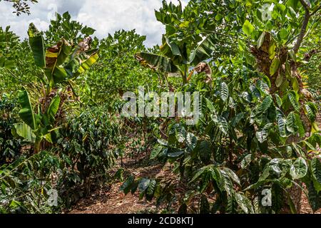 Piantagione di caffè biologico di policultura a Finca Christina, Costa Rica Foto Stock